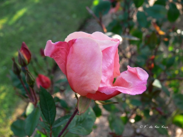 Bois des Moutiers (64) Juin 2012